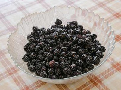 Growing Blackberries Image